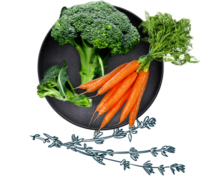 Brokkoli und Karotten auf einem Teller über einer Illustration von Kräutern
